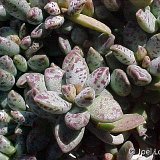 Adromischus schuldtianus ssp. juttae